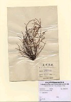 藏品(Grateloupia ramosissima Okamura)的圖片